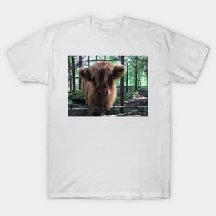 Scottish Highland Cattle Calf 1485 T-Shirt